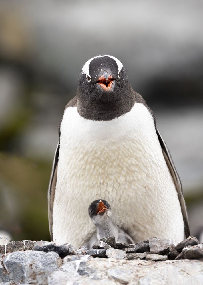 Photograph by Idit Profeta Ron