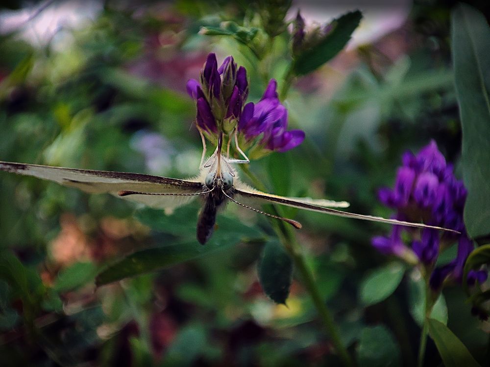 Photograph by mahdi roozbahani