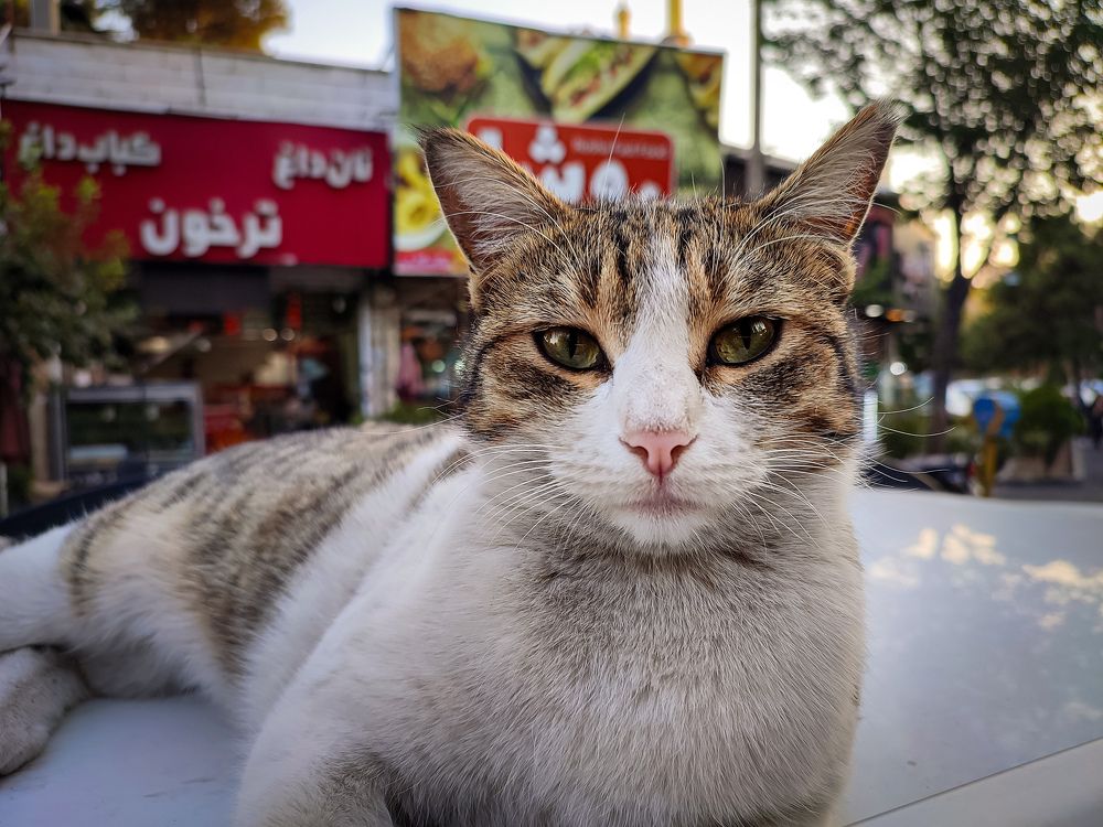 Photograph by mahdi roozbahani