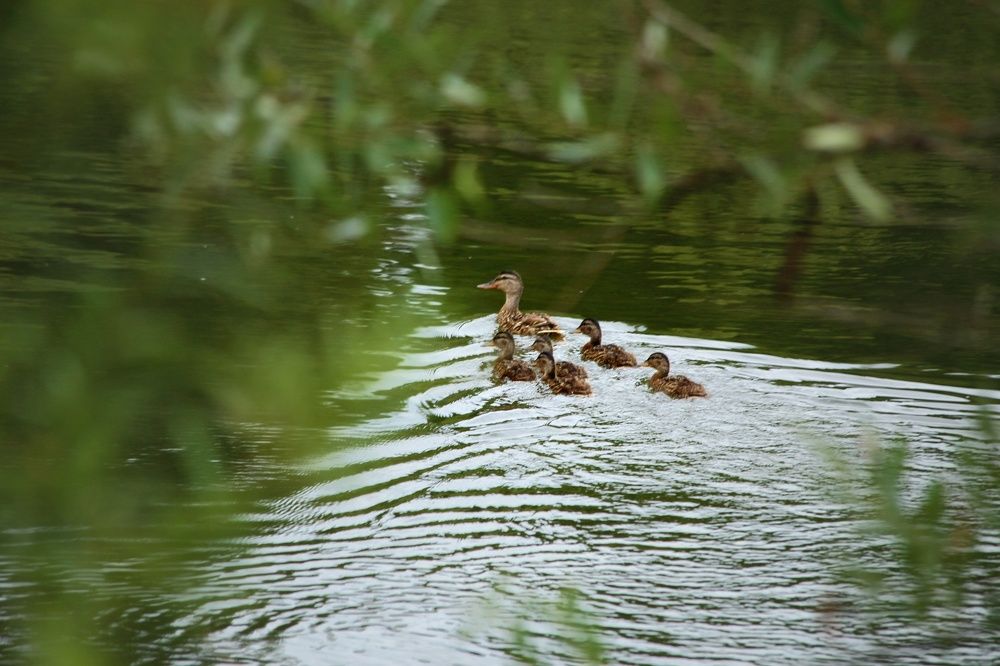 Фотография автора Геннадий Титов