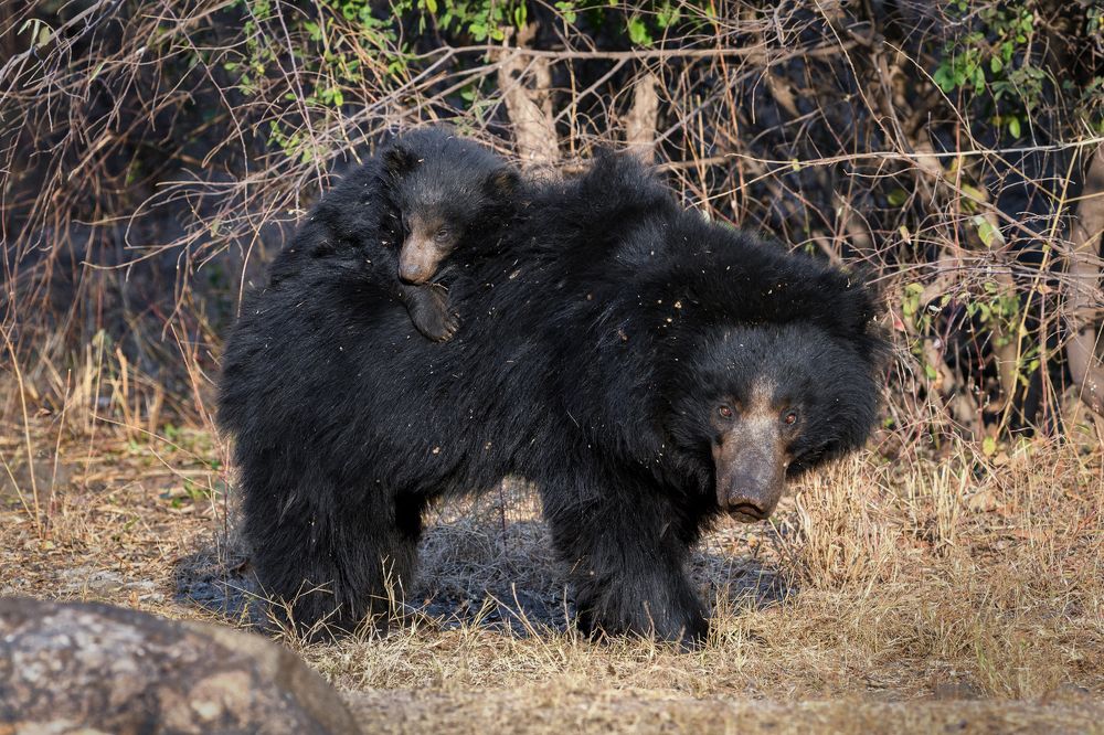 Photograph by Basavaraj M