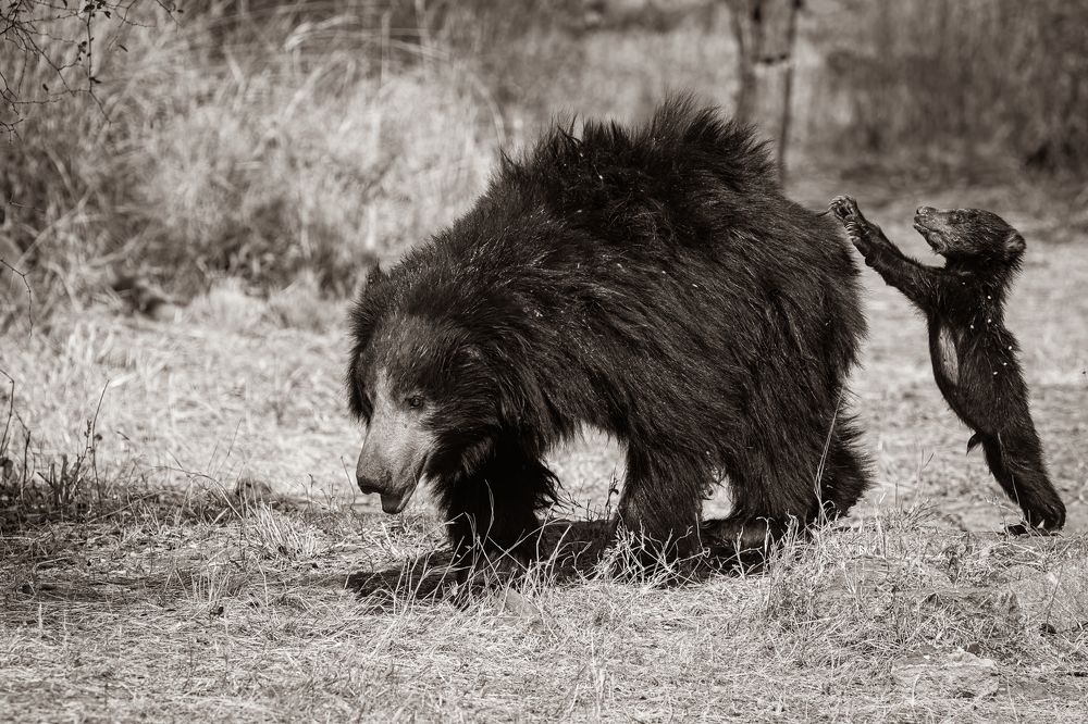 Photograph by Basavaraj M