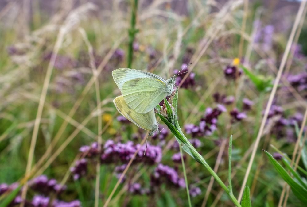 Photograph by Ольга Попченко
