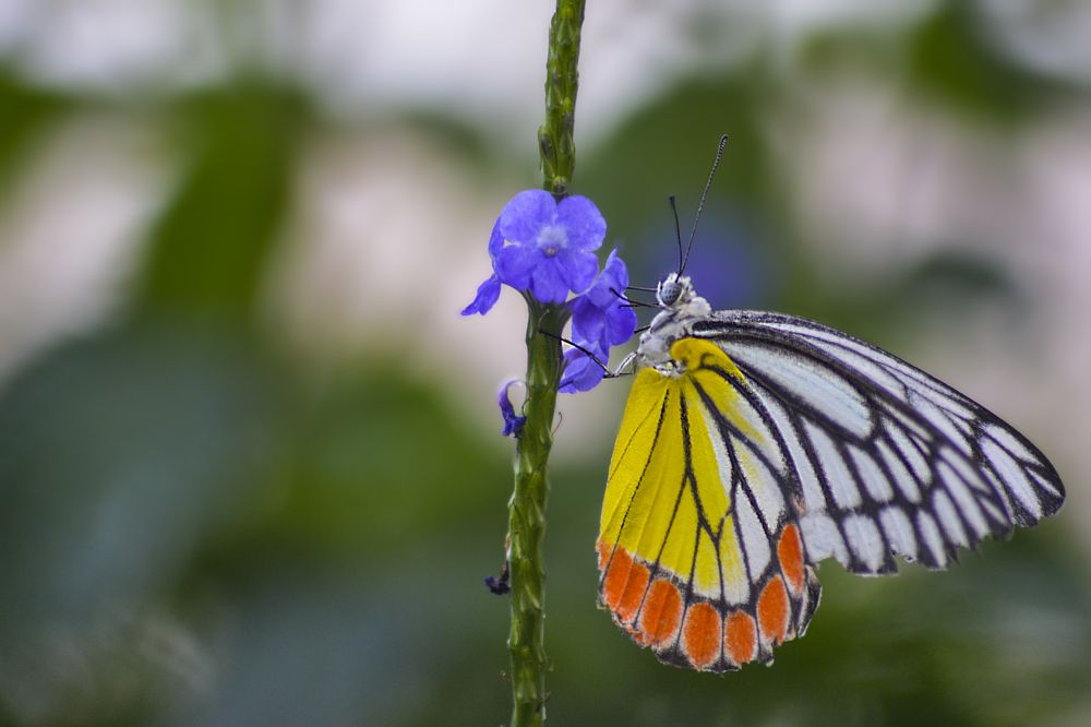 Photograph by Vishal Chakraborty