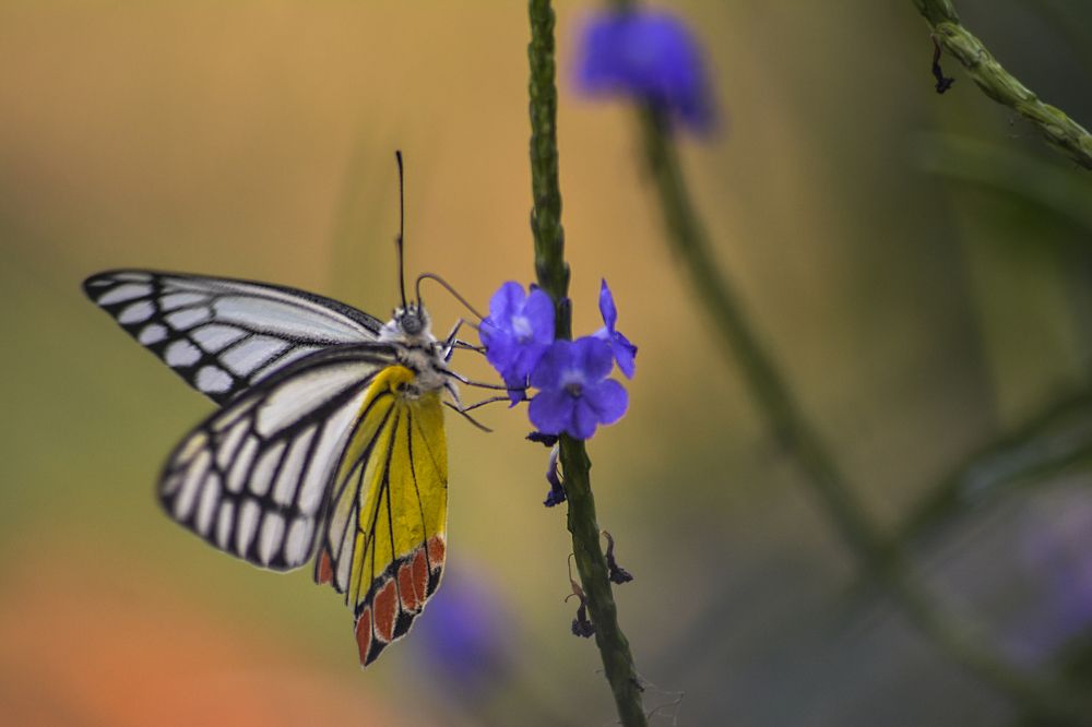 Photograph by Vishal Chakraborty