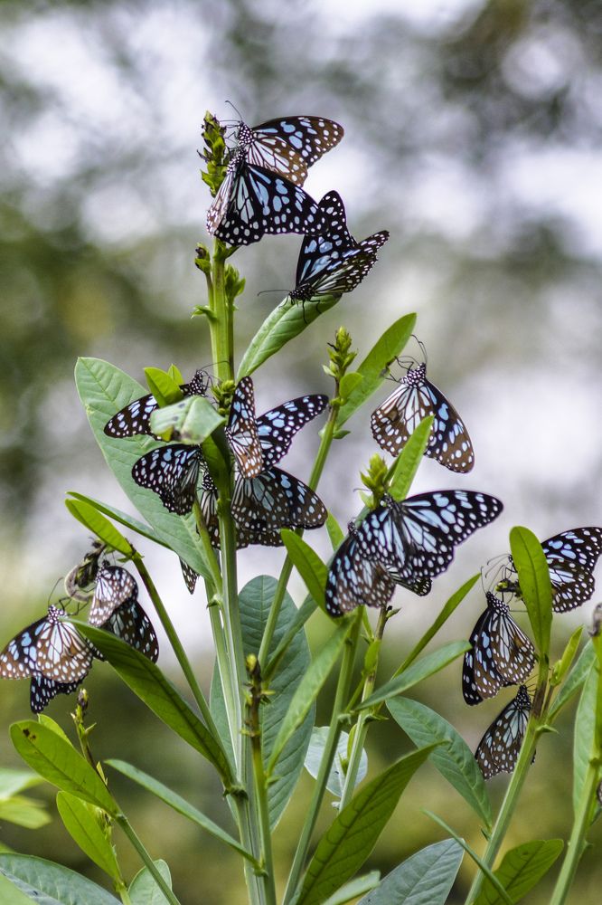 Photograph by Vishal Chakraborty