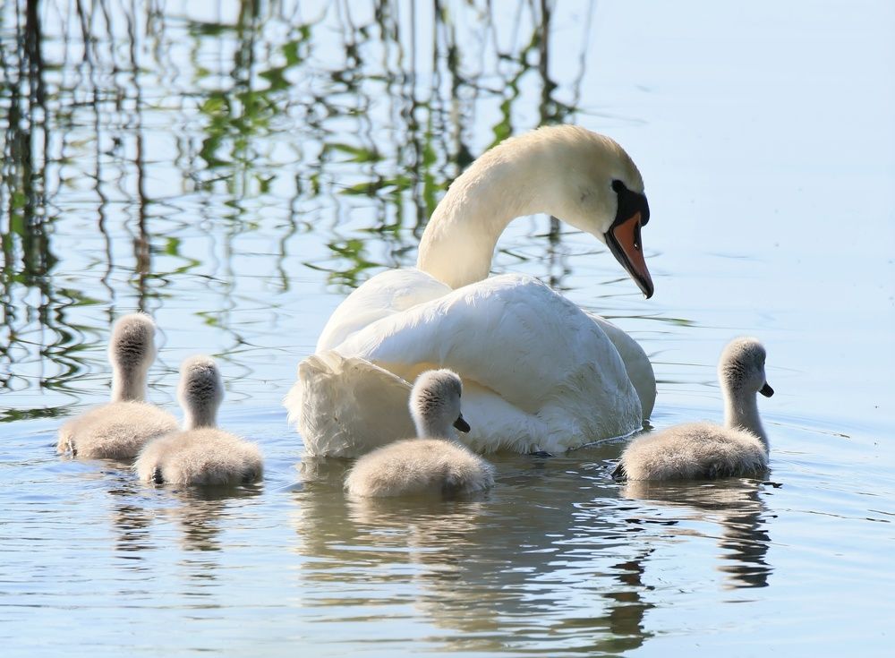 Photograph by Olga Asson