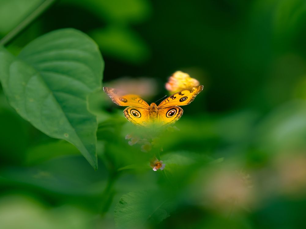 Фотография автора Arpit Dhore