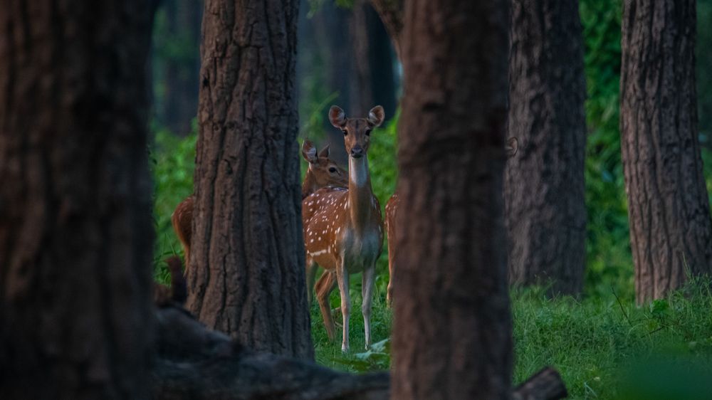 Фотография автора Pradeep Kunwar