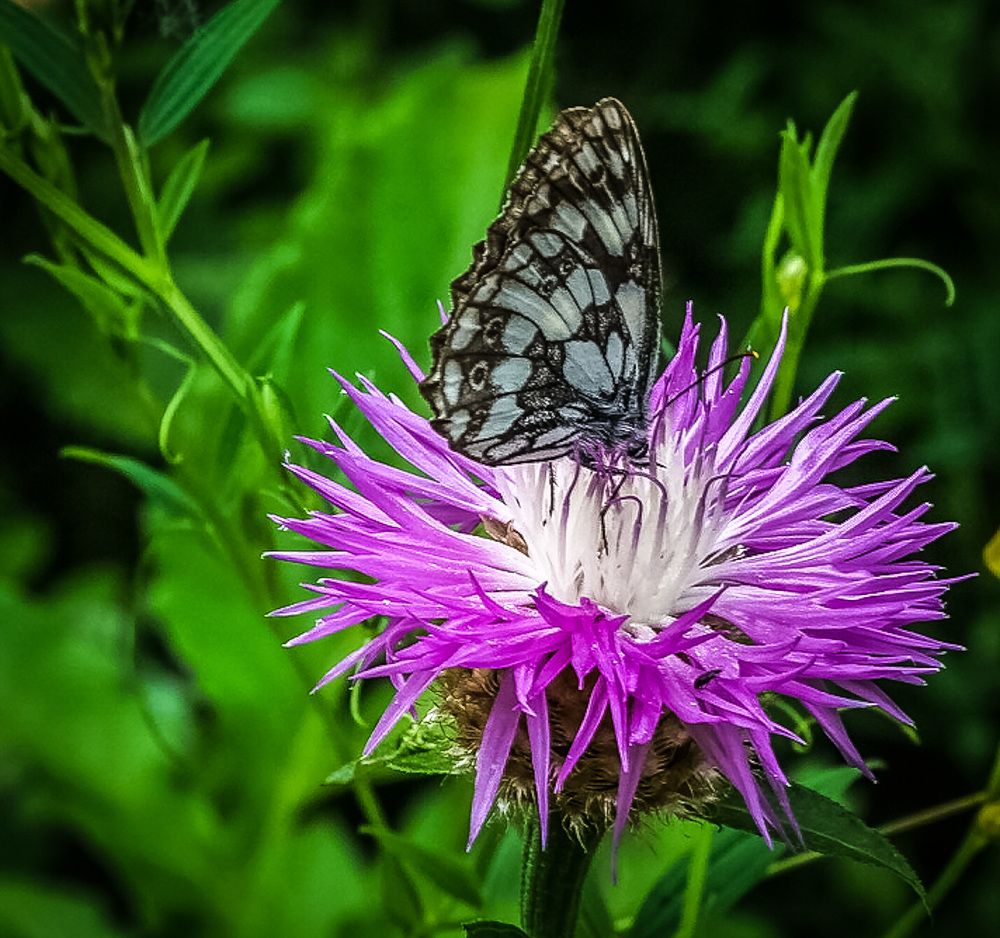 Photograph by Владимир Орлов