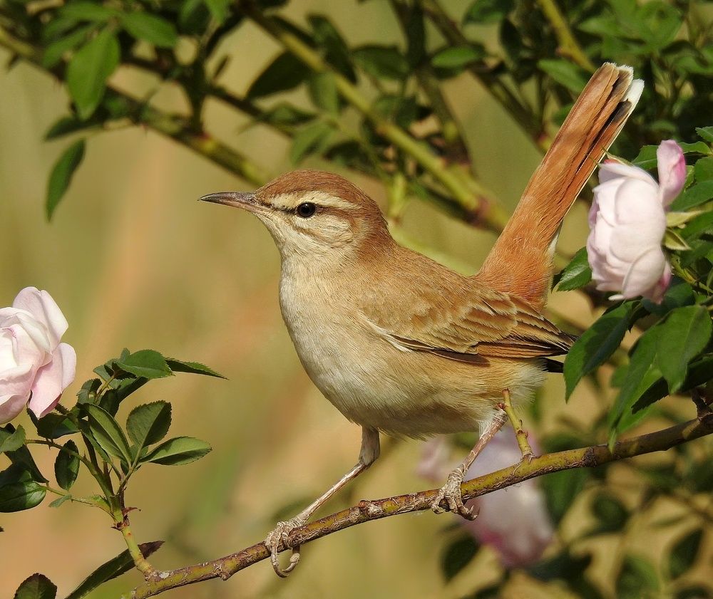 Photograph by Nedjla ADAMOU