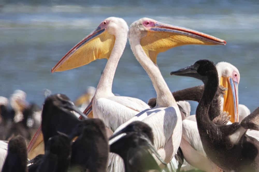 Photograph by Владимир Рубинчик