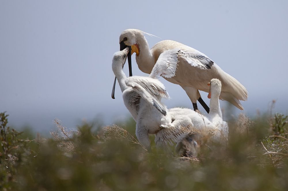 Photograph by Владимир Рубинчик