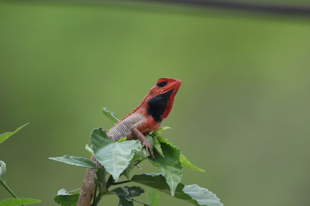 wildlife photography