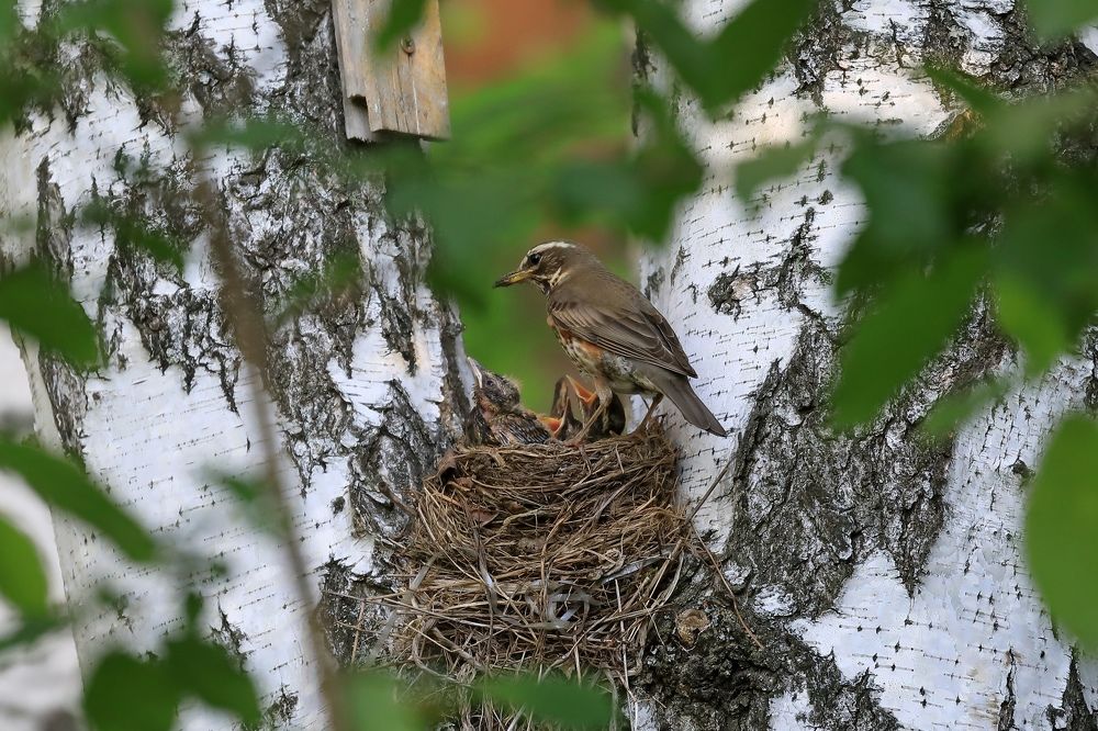 Photograph by Смирнов Александр