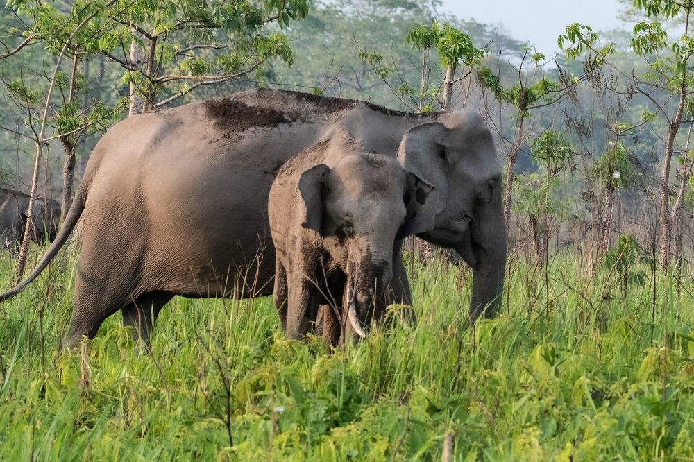 Photograph by Roy Mantu