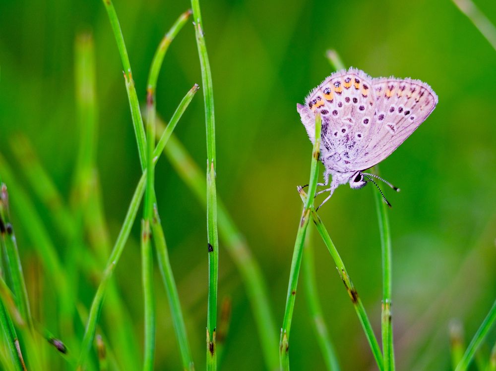 Photograph by Kostantin Belonogov