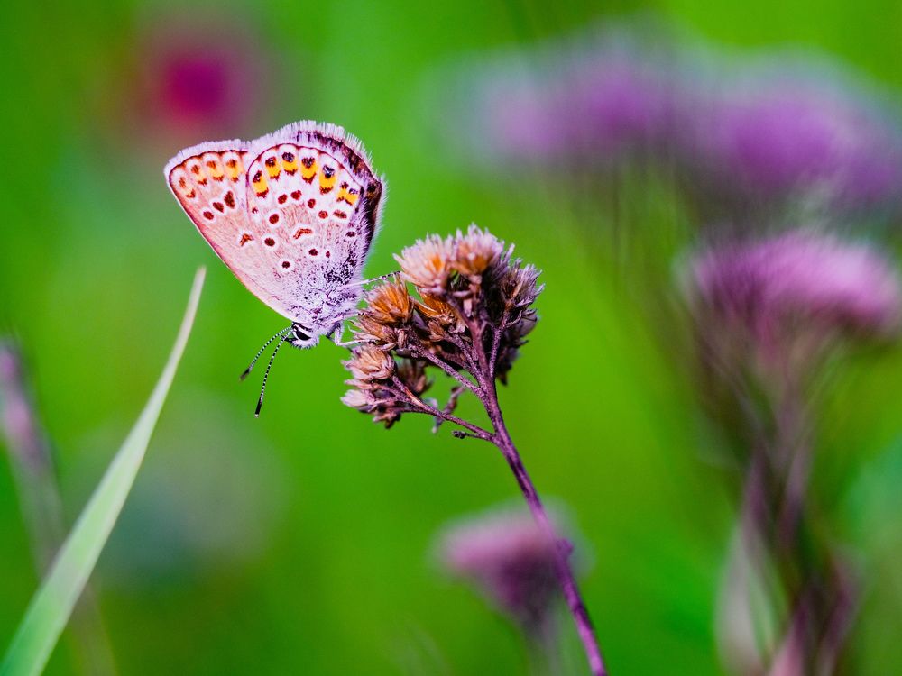 Photograph by Kostantin Belonogov