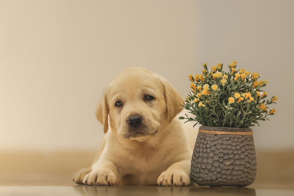 Happiness is a warm puppy