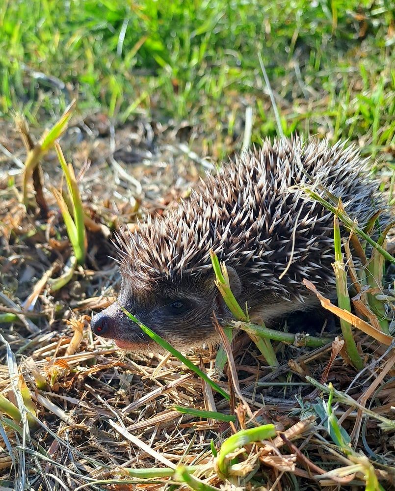 Photograph by Николай Худяков