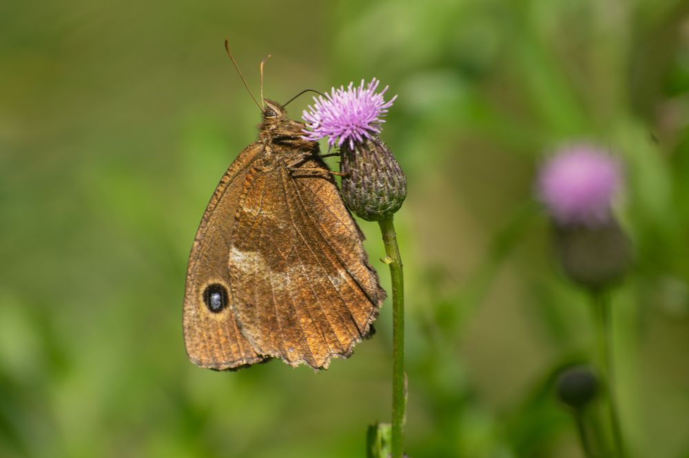 Фотография автора Савельев Алексей