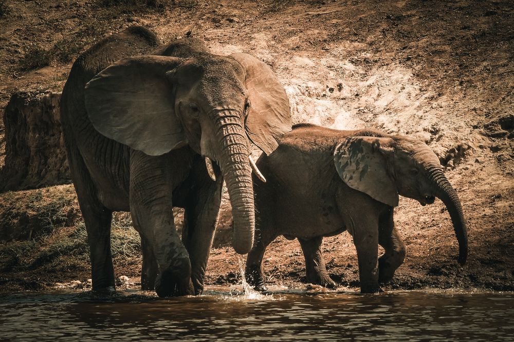 Photograph by Dipanjan Ray