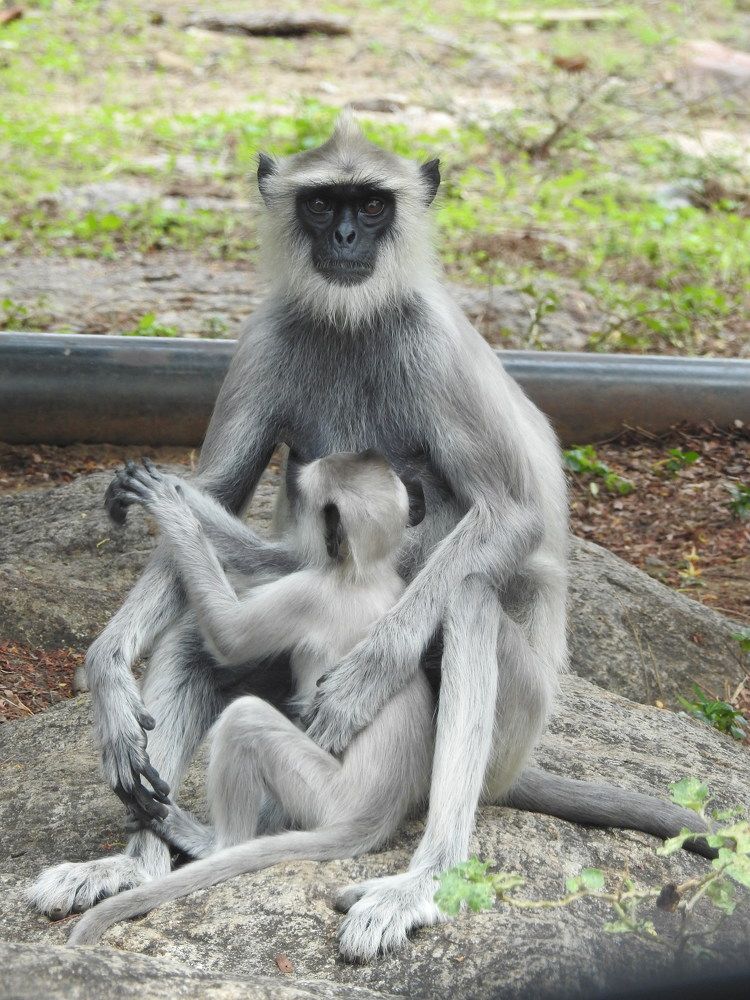 Photograph by Sankar P