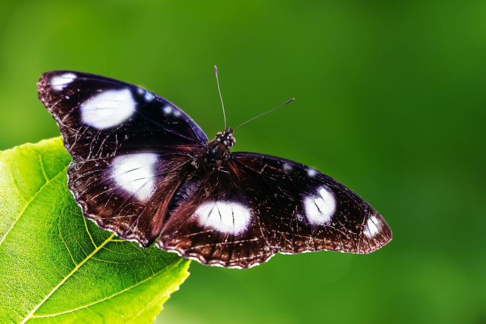 Photograph by PassionFoto by Sukhen Bandyopadhyay