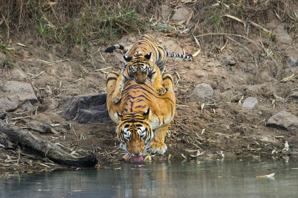 Фотография автора Siddharth Mohan