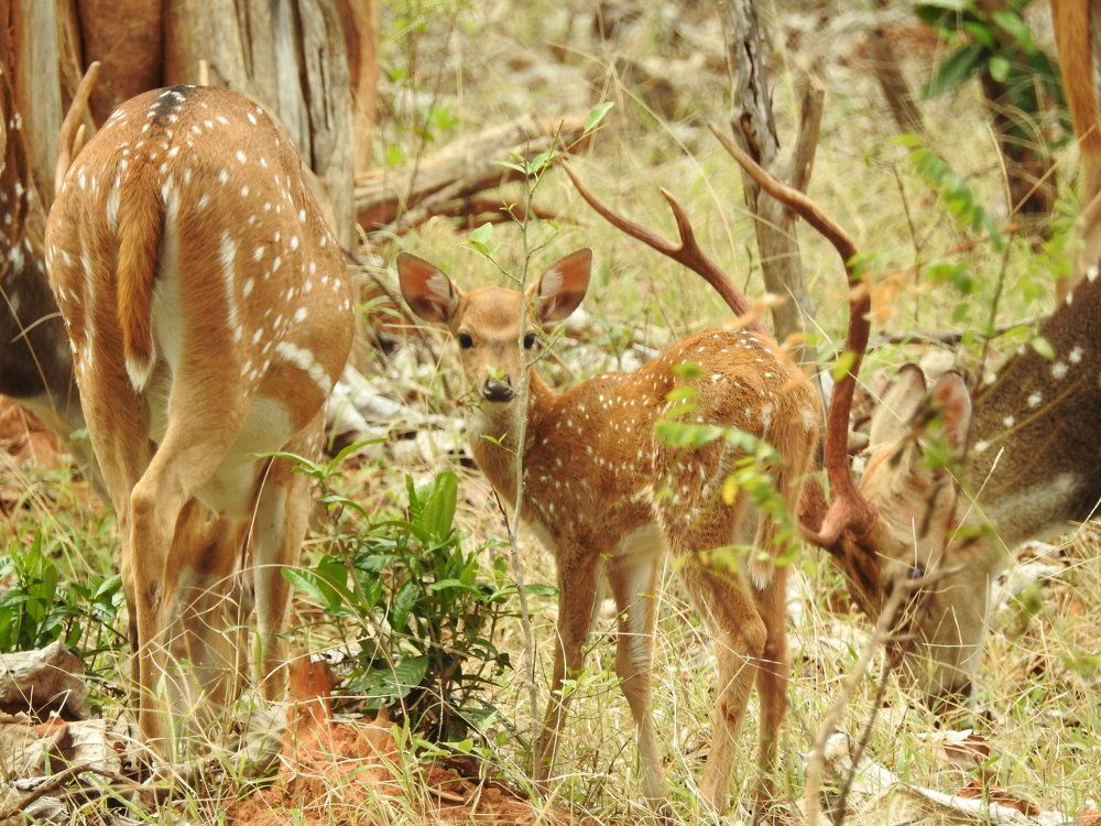 Photograph by Sankar P