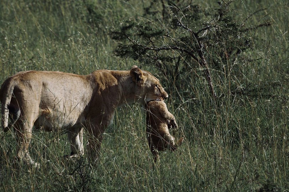 Photograph by Dipanjan Ray