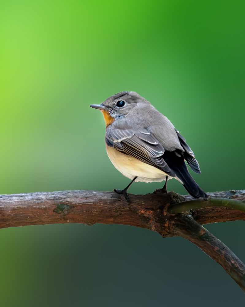 Photograph by PassionFoto by Sukhen Bandyopadhyay