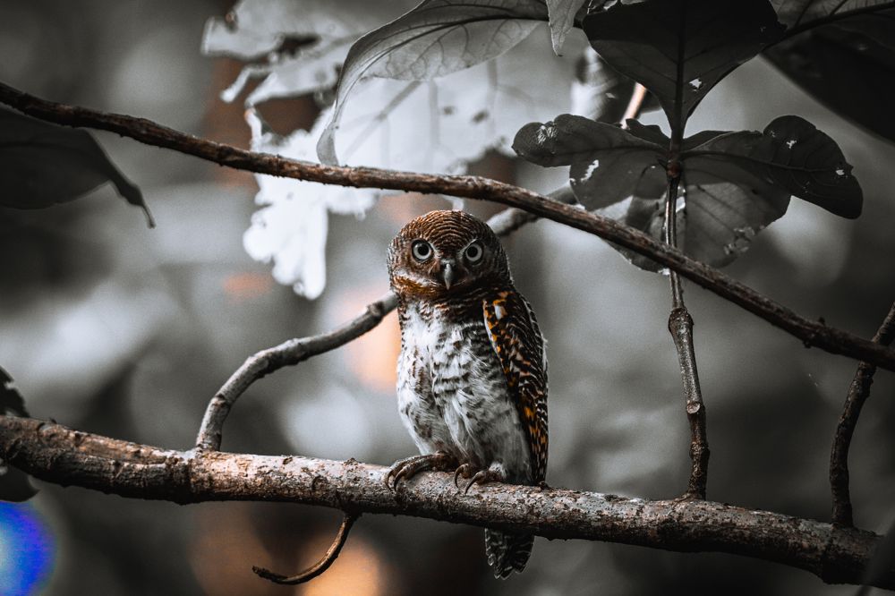 Photograph by Dipanjan Ray