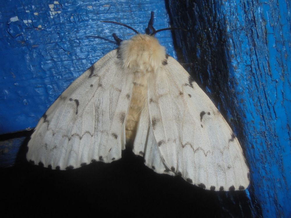 Портрет красавицы в ночи.