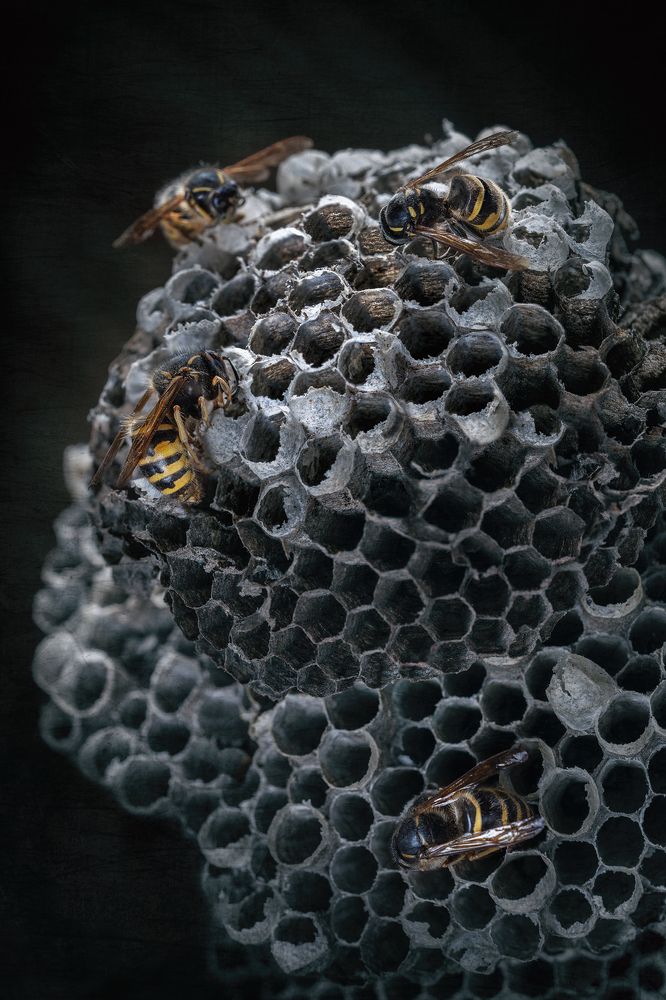 Фотография автора ЯR Ольга