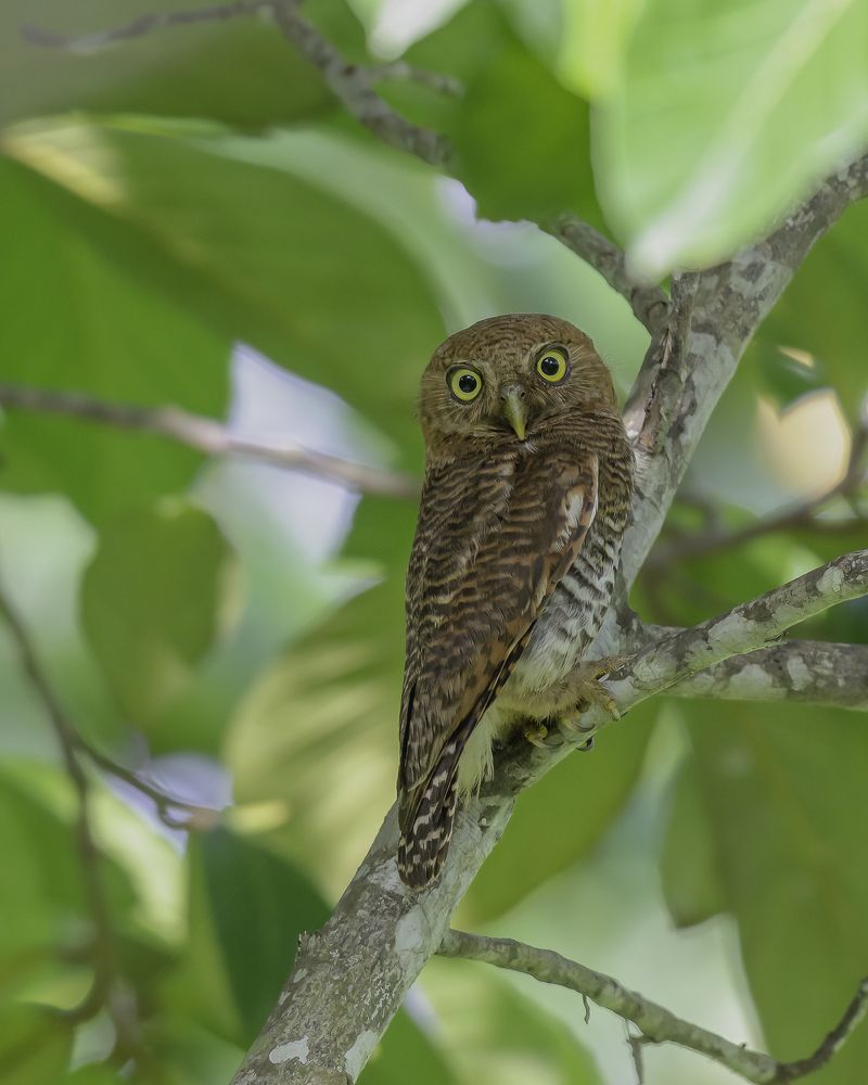 Jungle owlet