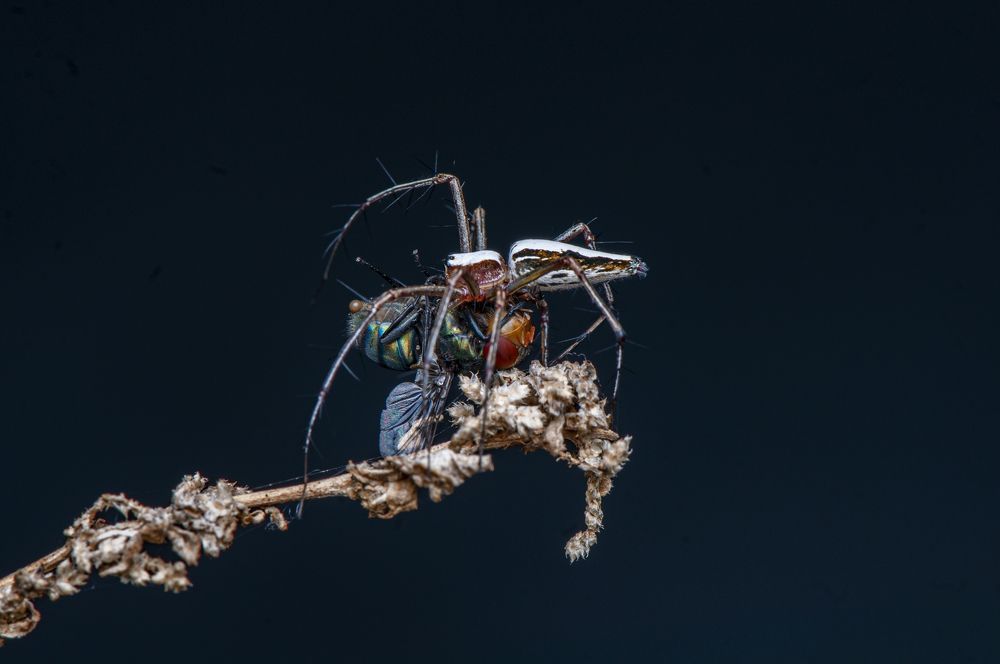 Photograph by Chamara Sulakkhana Polwatta Siriyalage