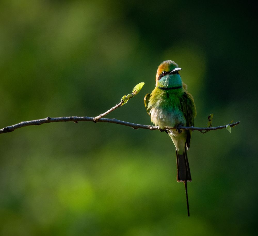 Photograph by Lahiru Pathirana