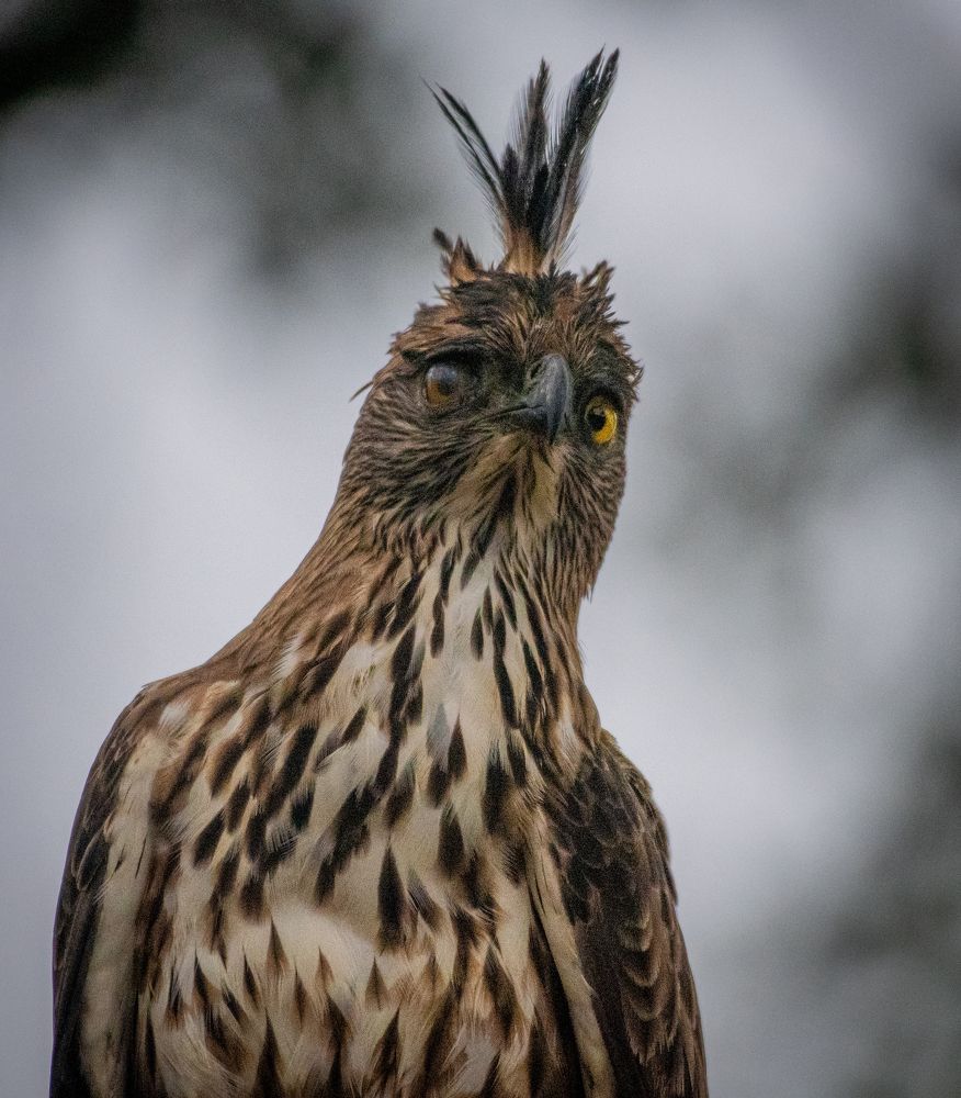 Photograph by Lahiru Pathirana