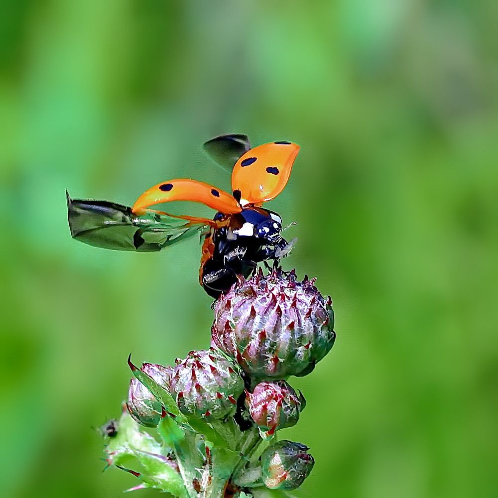 Photograph by Игорь Чеботарёв