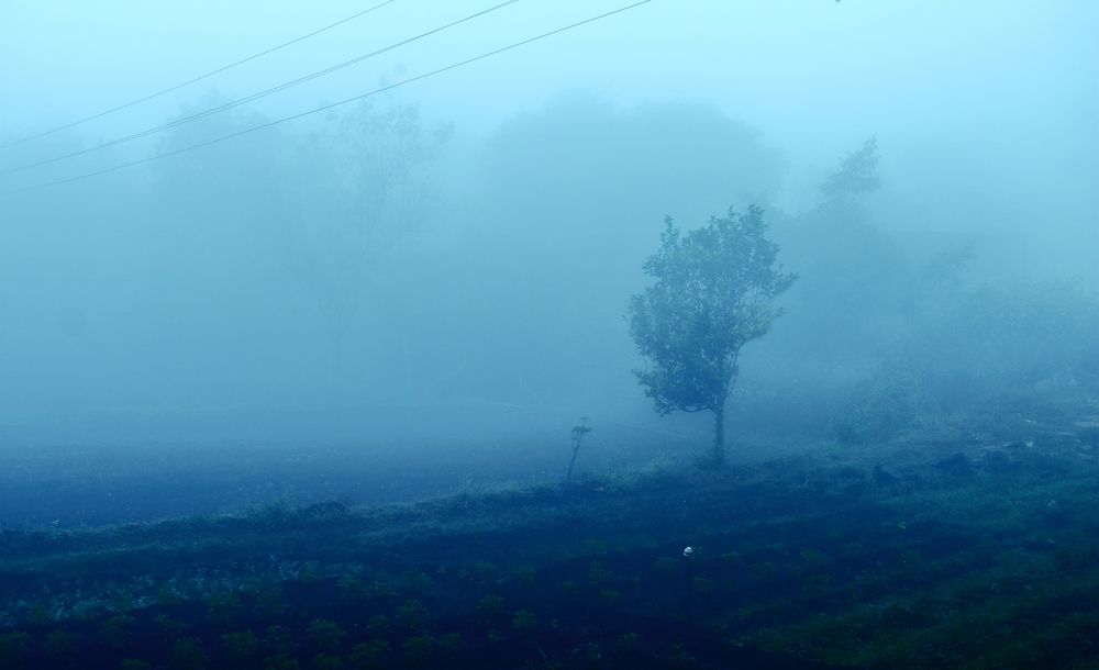 Farm In FOG