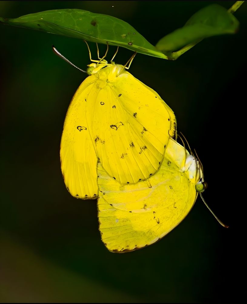 Photograph by Rehana Alpha