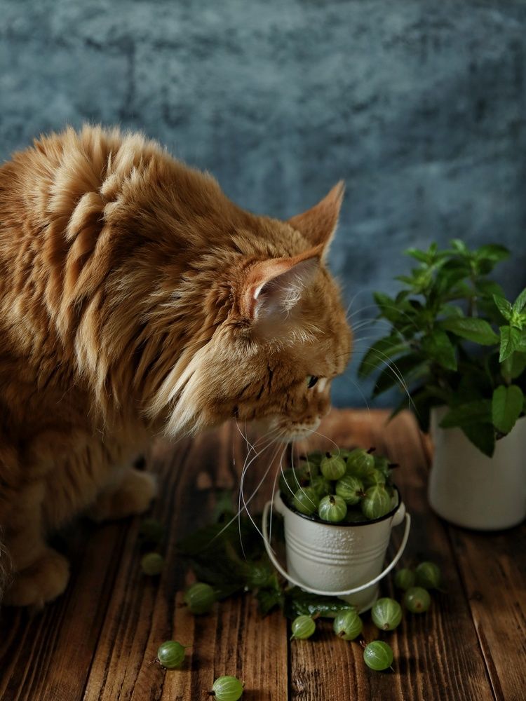 Photograph by Angelica Medvedeva