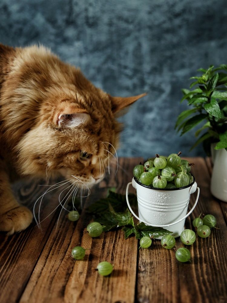 Photograph by Angelica Medvedeva