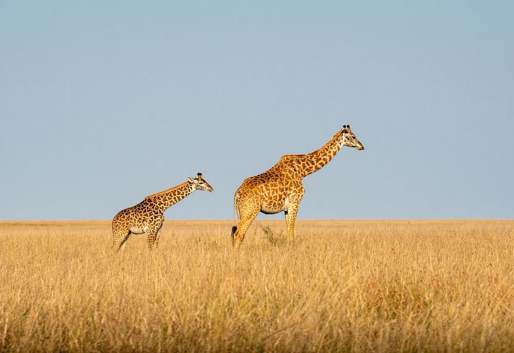 Photograph by Sajeev Krishnan