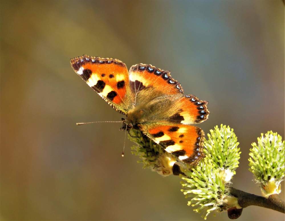 Photograph by Ольга Митрофанова