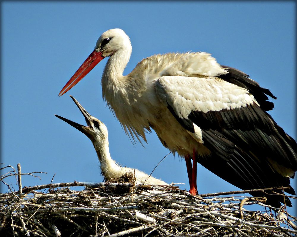 Photograph by Ольга Митрофанова