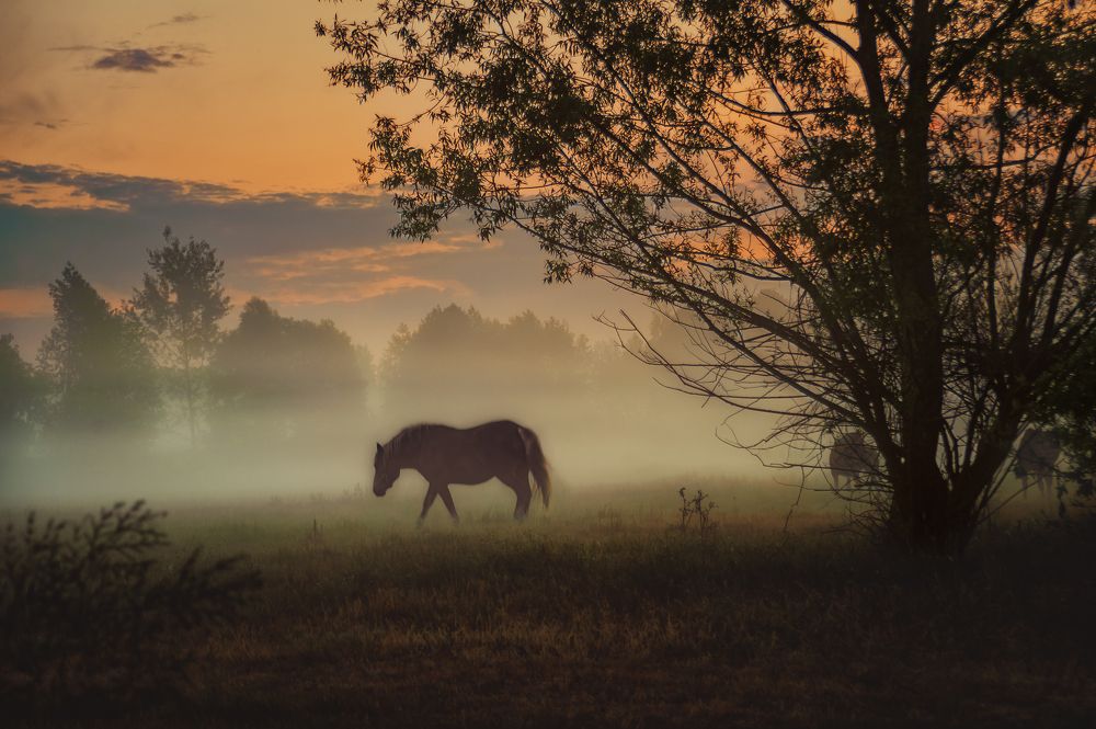 Photograph by Сивенок Елена