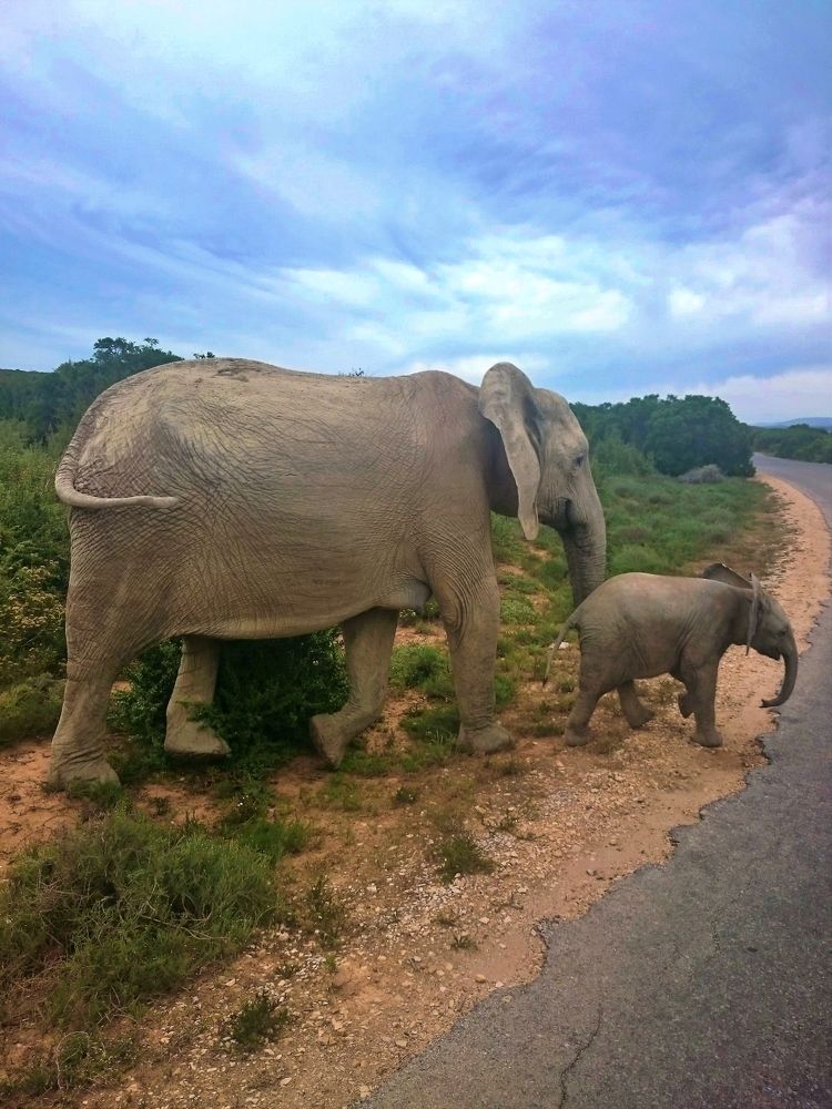 Elephant and her offspring (II)