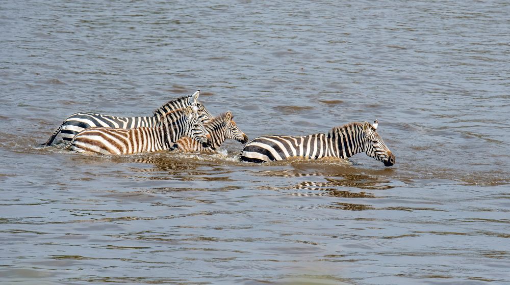 Фотография автора Sajeev Krishnan